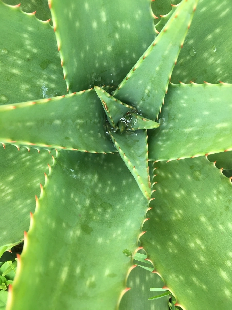 Aloe barbadensis leaf juice: